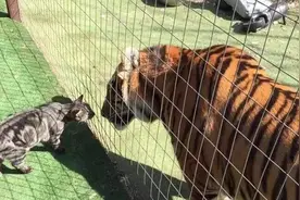 老虎和猫一样是猫科动物，那老虎看见了猫，会吃掉猫吗？图片