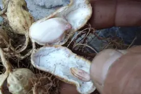 ​花生空壳多，瘪粒水泡籽多，喷施一个肥料，籽粒饱满，双仁果多图片