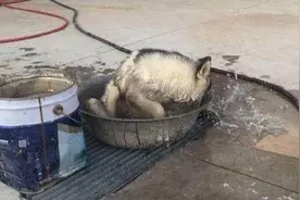 男子接水洗车，一个电话的功夫，出来后却笑得合不拢嘴图片