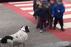 流浪狗吃百家饭懂得报恩，每天护送小孩子过马路，对无礼车主狂吠图片