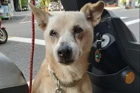 21岁老狗一直守在车边，主人后来发现：狗狗要的特别简单图片