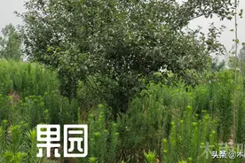 果园如何防除杂草，用草甘膦行吗？图片