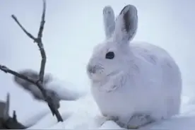 俗语“清早不捡路边兔，夜晚不披‘生’白布 ”啥意思 ？图片