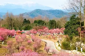 崇州也有“问花村”， 花美人欢喜洋洋！图片