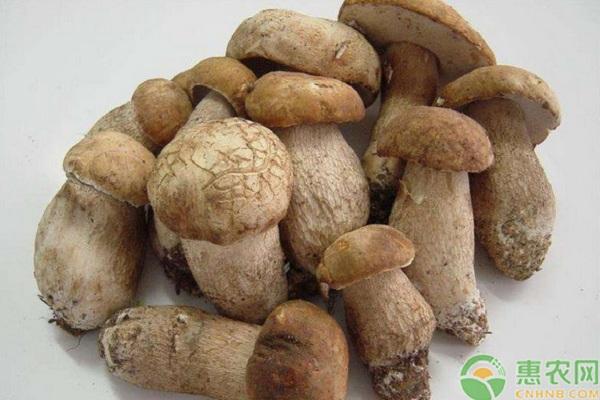 牛肝菌多少钱一斤？有哪些功效和作用？（附牛肝菌的食用禁忌）