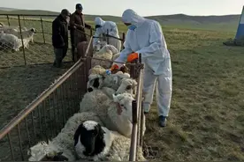 积极应对兽医公共卫生重大风险与挑战图片