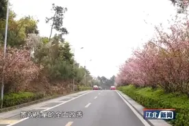 铁山坪森林公园：打造休闲宜人的市民花园图片