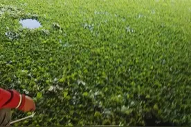 男子桥墩下钓鱼，钓上条漆黑的鱼，看完鱼眼后，男子却吓得不敢吃图片