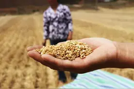 应对粮食危机：中粮联合5大国际粮商，用区块链重构供应链图片