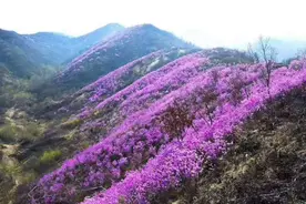 来岫岩看映山红！4月10日这里的旅游节开幕图片