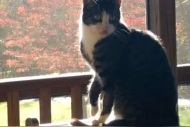 流浪猫“独占”老房多年，无论谁来都不肯走，女子买房白得一只猫图片
