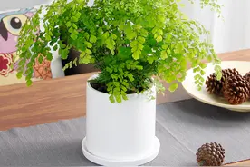 12种植物摆放在客厅，别样的特色与风格，“彰显”品位不俗图片