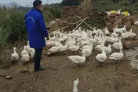 杨溪这个在抖音上卖鸭子的火了图片