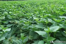 红薯藤如何喂猪效果好？这样操作饲喂日增重比鲜喂提高30%以上图片
