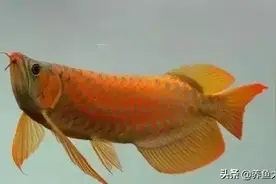 成精了！这些龙鱼界的“妖孽”，个个都是“毒物”…图片