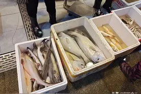 买鱼时，内行人专买这8种野生海鱼，难以人工养殖，看完长知识图片