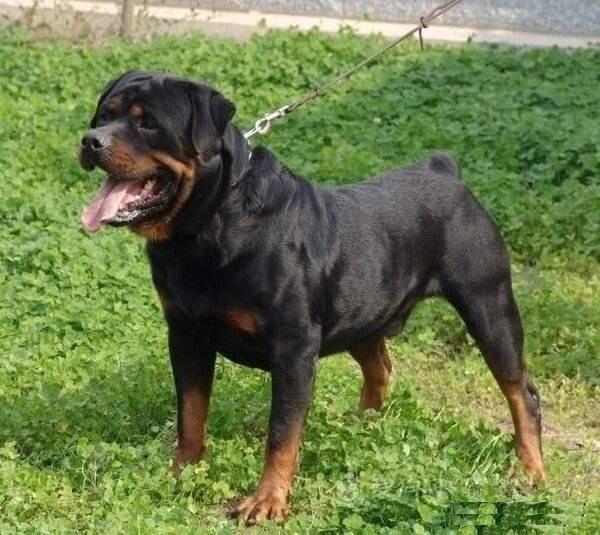 世界上公认的,罗威纳犬是第一防暴犬,你认可吗?