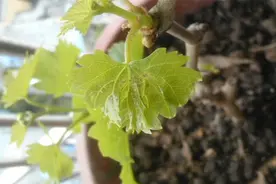 浅谈葡萄短梢栽培下新梢的绑缚管理技巧图片