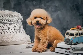 这6种狗体味真的很大，名副其实的“臭狗”图片