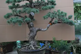 树桩盆景常用肥料及性质图片