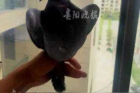贵州一男子在家捡到信鸽：“不敢乱动，这东西可能很值钱！”图片