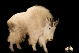 食草动物只吃素？牛马羊鹿也吃鸡图片