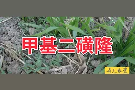 小麦田警报！甲基二磺隆冬前除草3大要点必看，谨防药害视频封面