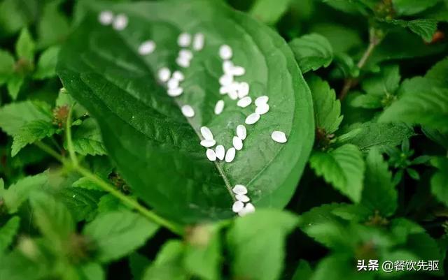 中国顶级大米排行榜！快看看有没有你家乡的