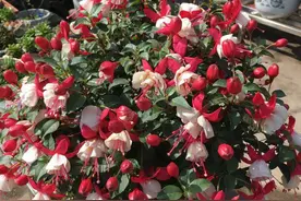 5种“漂亮花”，现在入手最佳，越凉越旺，一连开花200天图片