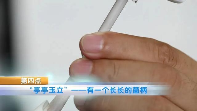 致死率达80%！多人因吃这种蘑菇中毒死亡，千万别乱吃了