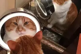 猫躲在水桶后偷窥被嘲笑：你脸太大了藏不住图片