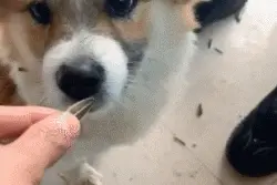 狗狗前世是人的证据，我！找！到！啦图片