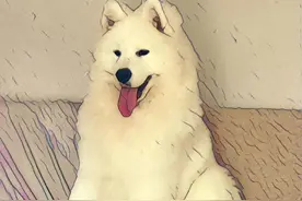 巨型贵宾犬和萨摩耶待领养：“春闺梦里人，白衣胜雪，星眸耀眼”图片