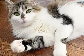 朋友都不相信我有猫，因为它一直藏着！今天养了10年的猫竟出现了图片