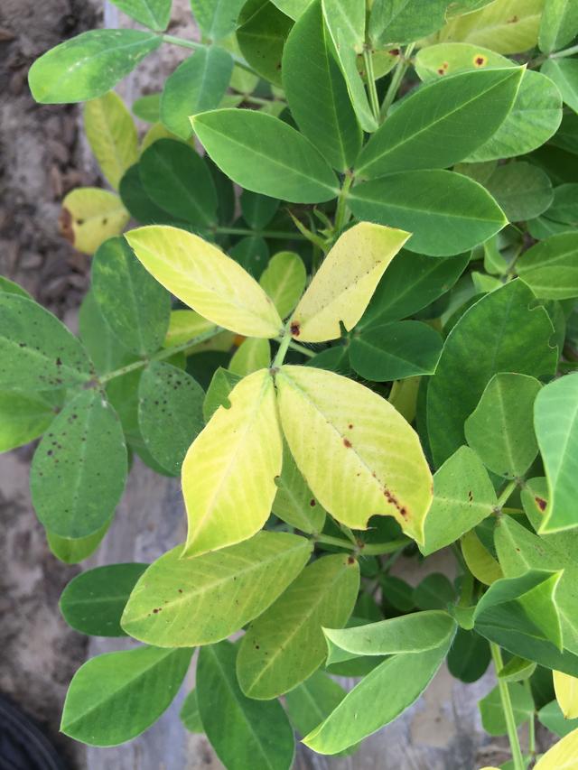 鑺辩敓缂洪搧鎬ч粍鍖栧師鍥犲垎鏋愪笌瀵圭瓥