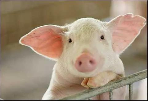 中国首钢用尾气合成蛋白质，全球首次的技术为啥还被喷了？