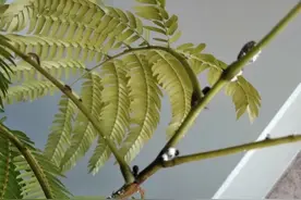 养花总会遇到的蚧壳虫，不要等植物快挂再处理，掌握防治虫害技巧图片