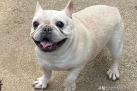 法斗被连续退养两次！领养人流着泪说：“它放屁太臭了…“图片