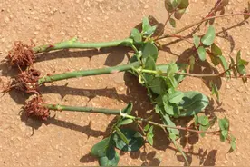 春天扦插需要“生根水”，没买的可以自己做，有需要的赶紧去准备图片