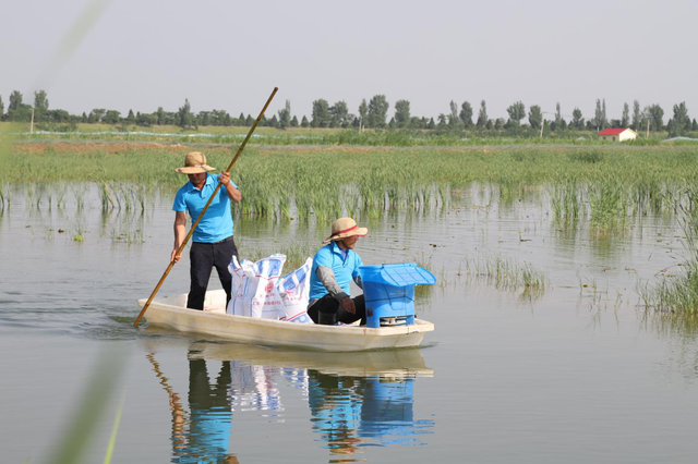 磷肥搭配红糖或者生石灰，在虾田有少量青苔的情况下，有奇效