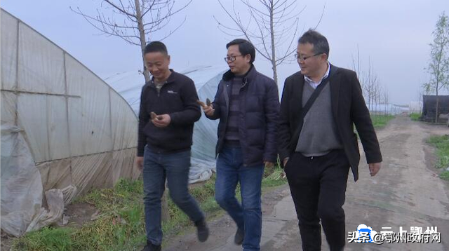 鄂州首批羊肚菌在杨叶喜获成功