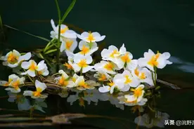 上联：水性杨花撸一把，邀对下联图片