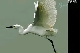 现代诗歌/白鹭图片