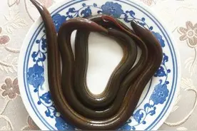 小暑黄鳝赛人参，韭菜炒鳝丝，比盐城八大碗之一“软兜长鱼”好吃图片