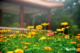 打卡啦！柳州市雀儿山公园11万株百日草点燃金秋图片