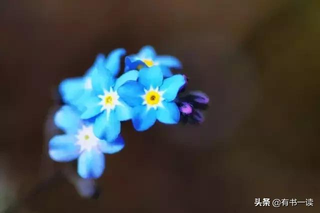 顾城最经典的8首短诗，你都读过几首？值得慢慢品读