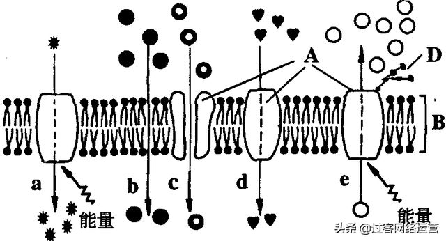 高一生物必修一复习提纲