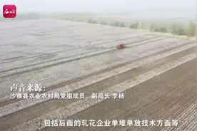 为什么沙雅棉花品质这么好？原来堆放都很讲究……图片