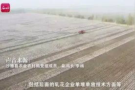 为什么沙雅棉花品质这么好？原来堆放都很讲究……图片
