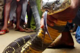 3米长，18斤重，巨型眼镜王蛇闯进民宅，它有多危险？图片